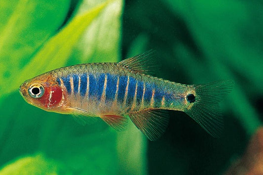 Emerald Dwarf Rasbora