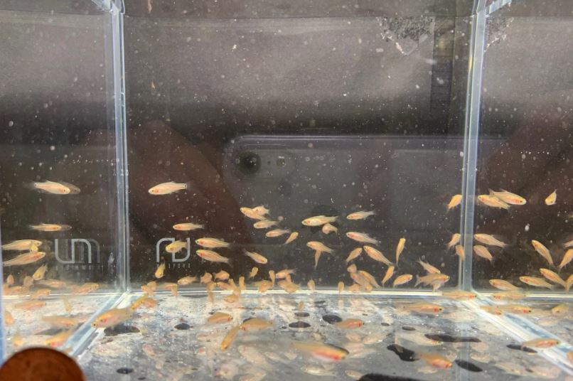 Emerald Dwarf Rasbora