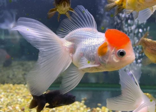Red Cap Oranda Goldfish - 2-2.5"