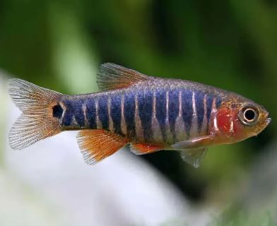 Emerald Dwarf Rasbora