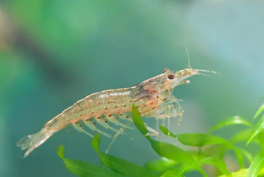 Amano Shrimp S