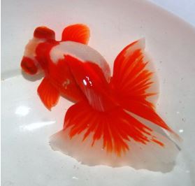 Red & White Butterfly Tail Goldfish - 2.5-2.75"