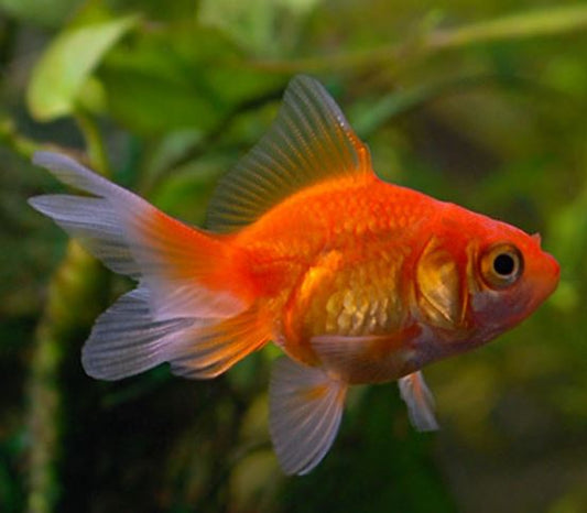 Red Butterfly Tail Goldfish - 4-4.5"