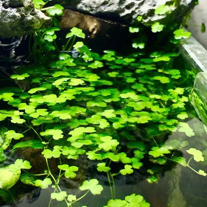 Dwarf Pennywort 'Japan H.tripartita Live Aquarium Plants