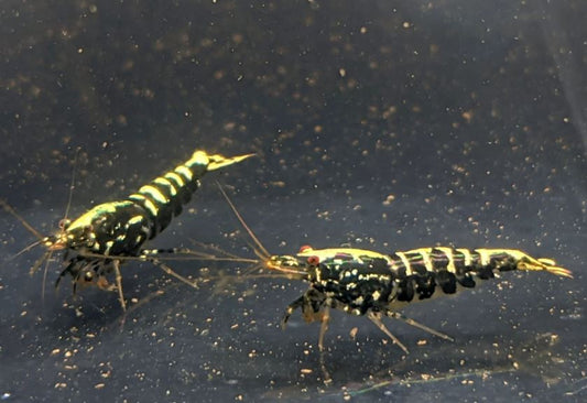 Pinto Galaxy Zebra Black Shrimp (Grade A)