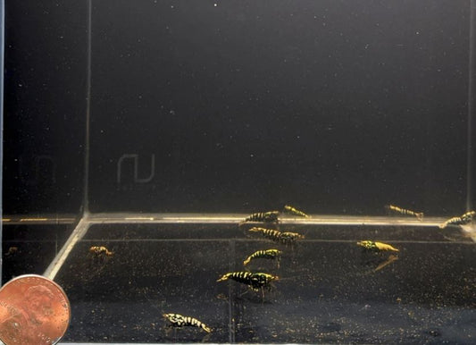 Pinto Galaxy Zebra Black Shrimp (Grade A)