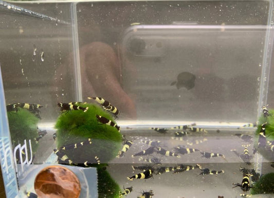 Black King Kong Shrimp
