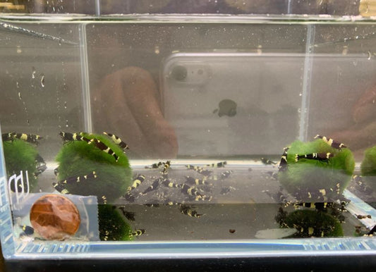 Black King Kong Shrimp