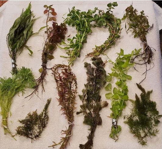 10 DIFERENT SPECIES 50+ stems FULL 30g planted tank easy beginner aquarium