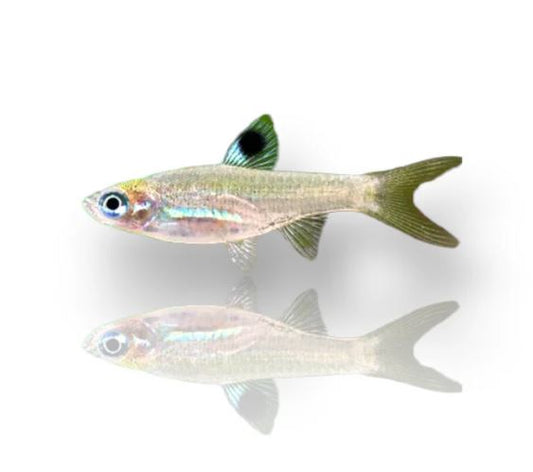 Emerald Eye Rasbora
