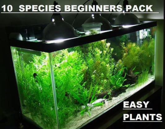 10 DIFERENT SPECIES 50+ stems FULL 30g planted tank easy beginner aquarium
