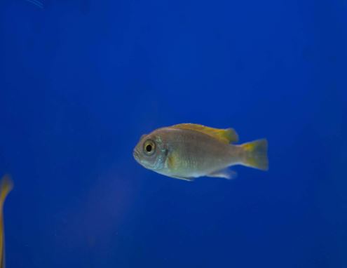 Acei Cichlid