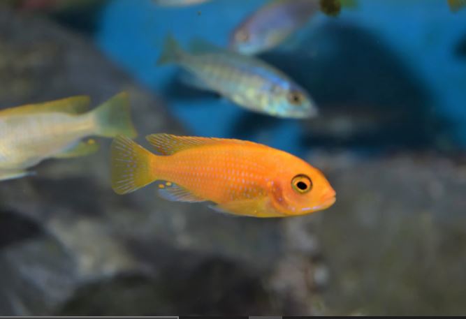 Red Zebra Cichlid