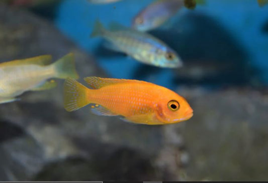 Red Zebra Cichlid