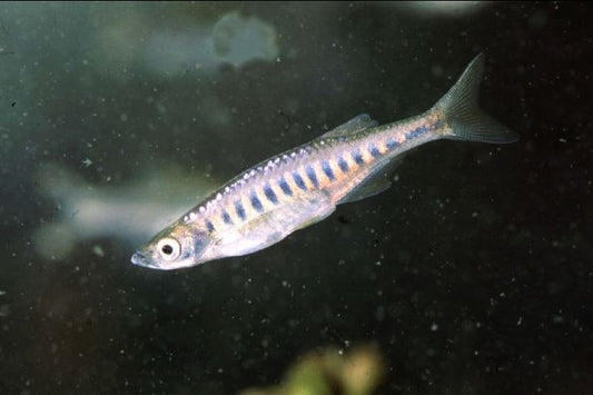 Lake Inlee Danio
