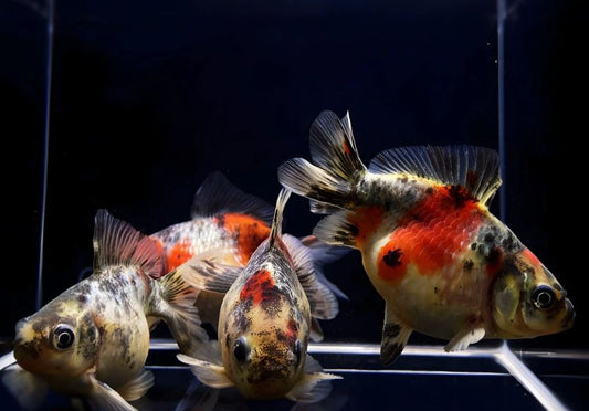 Calico Pearlscale Goldfish - 3"