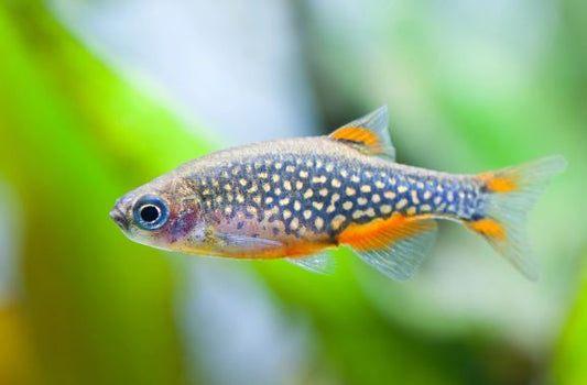 Galaxy Rasbora / Celestial Pearl Danio (Size Large)