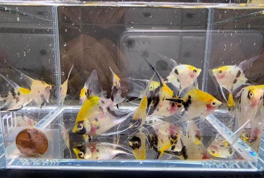 Koi Angelfish Size Small