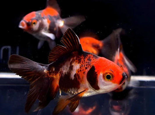 Tri-Color Thailand Oranda Goldfish - 2-2.5"