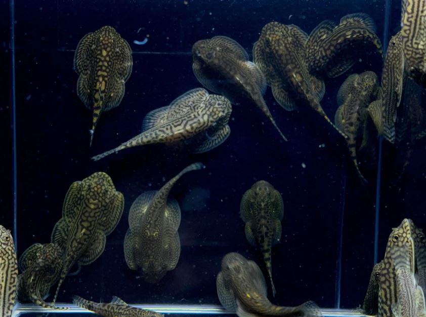 2 Hillstream Loach / Sewellia lineolata