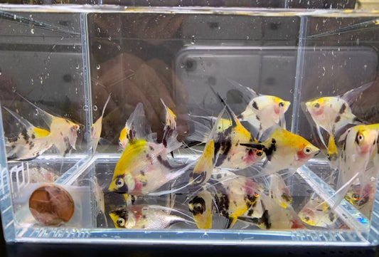 Koi Angelfish Size Small