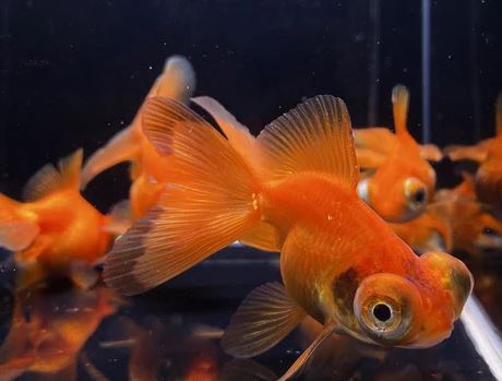 Red Butterfly Tail Goldfish - 2-2.5"