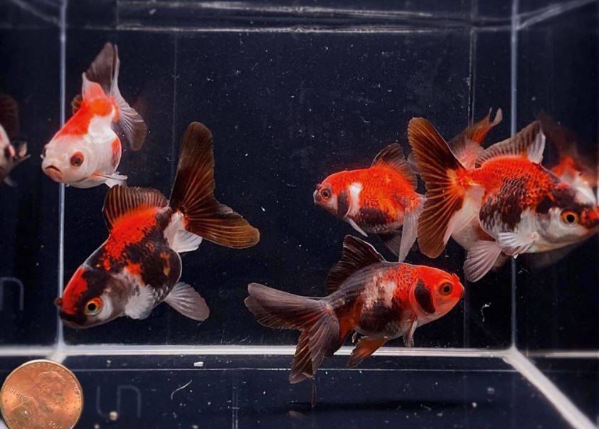 Tri-Color Thailand Oranda Goldfish - 2-2.5"