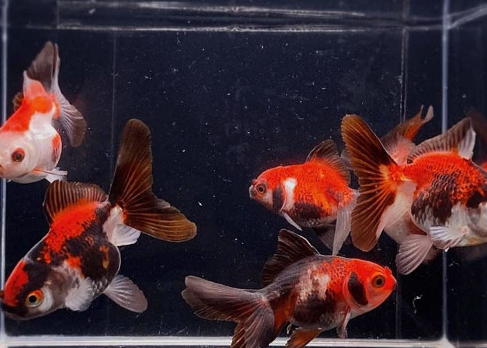 3 Tri-Color Thailand Oranda Goldfish - 2-2.5"