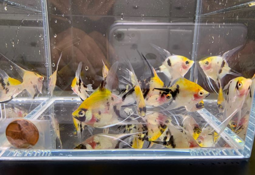 Koi Angelfish Size Small