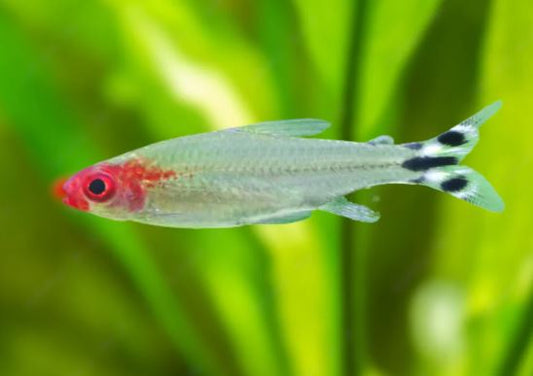 6 Rummynose Tetra (Medium)