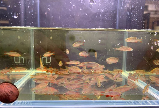 Galaxy Rasbora / Celestial Pearl Danio (Size Large)