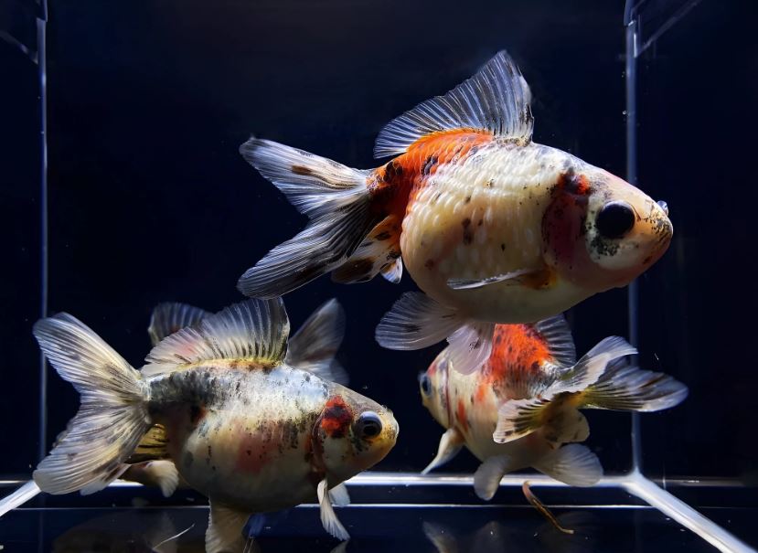 Calico Pearlscale Goldfish - 3"