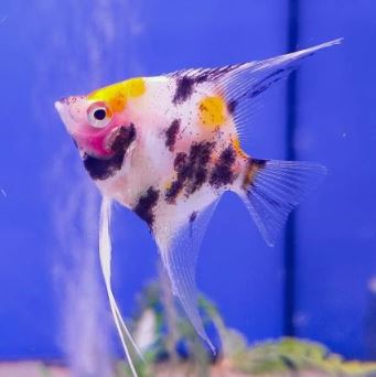Koi Angelfish Size Small