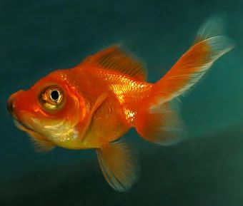 Red Butterfly Tail Goldfish - 2-2.5"