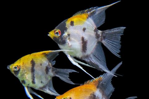 Koi Angelfish Size Small
