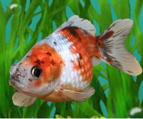 Calico Pearlscale Goldfish - 3"