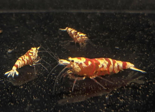 Pinto Tiger Red Shrimp (Grade A)