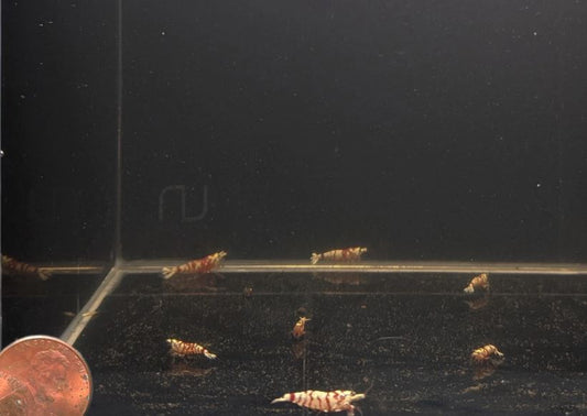 Pinto Tiger Red Shrimp (Grade A)