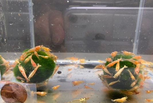 Yellow Crystal Shrimp