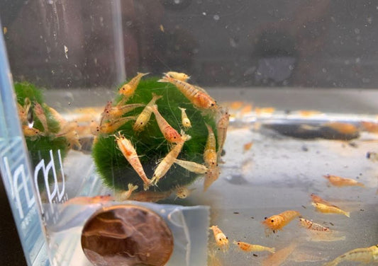 Yellow Crystal Shrimp