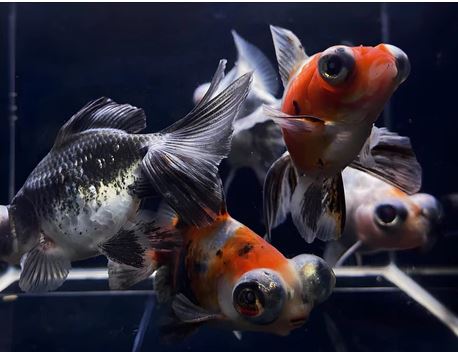 Calico Butterfly Tail Goldfish - 3"