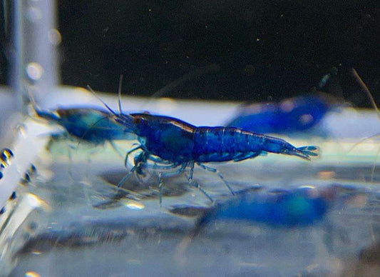 Blue Velvet Shrimp