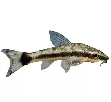 Otocinclus