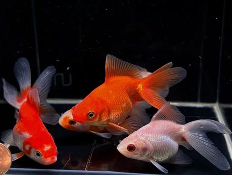 Assorted Ryukin Goldfish 3"