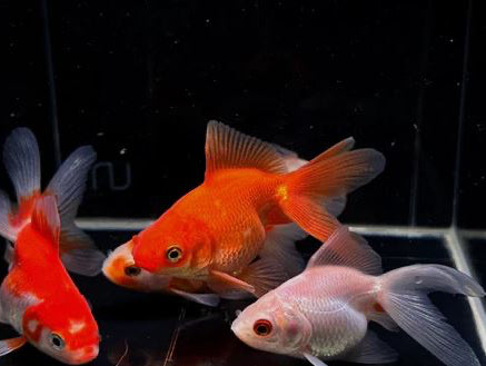 Assorted Ryukin Goldfish 3"