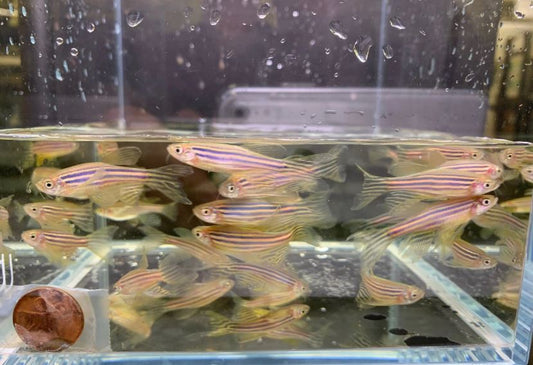Longfin Zebra Danio