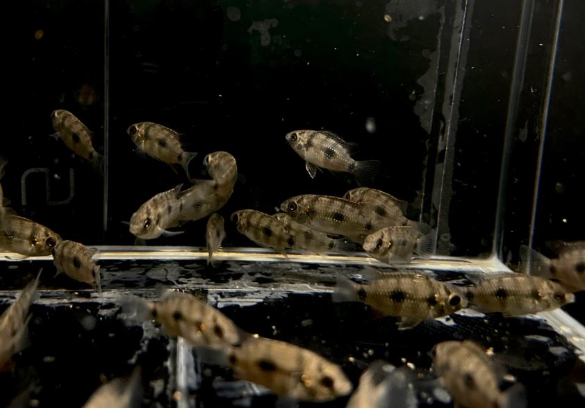 African Butterfly Cichlid