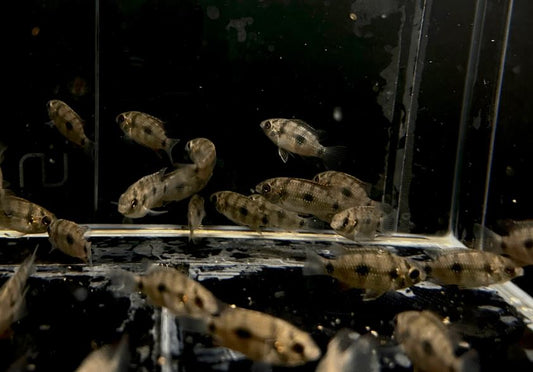 African Butterfly Cichlid