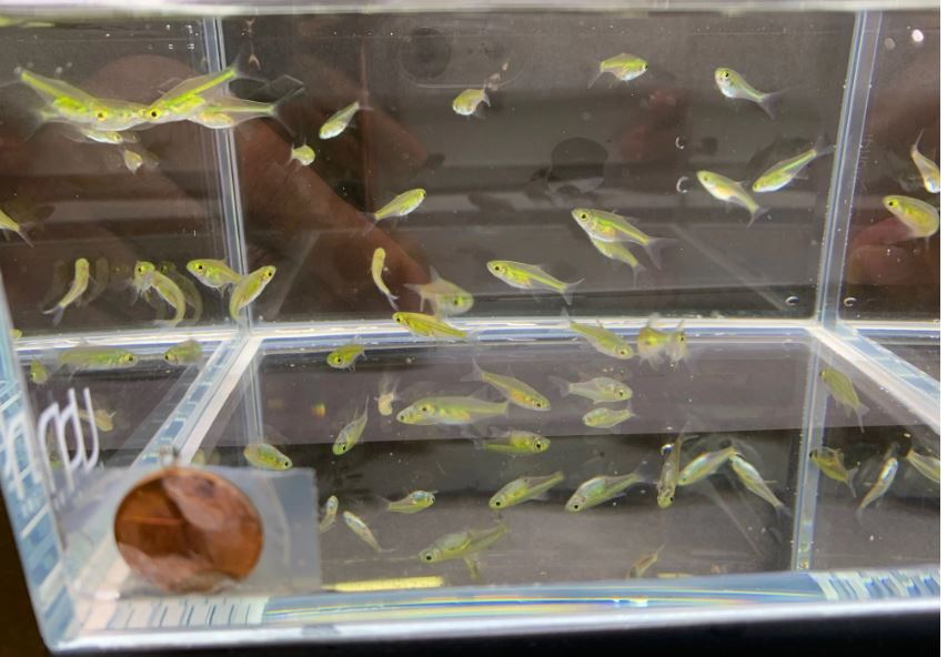 Green Neon Rasbora