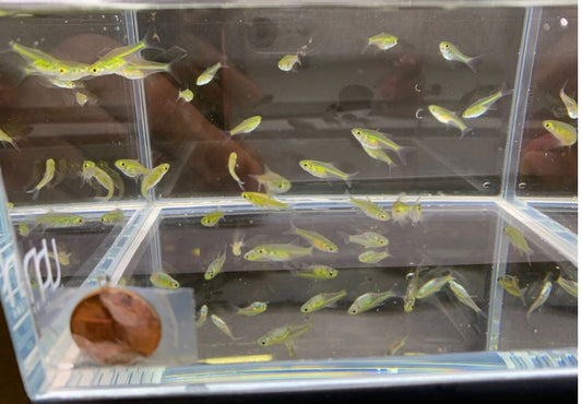 Green Neon Rasbora